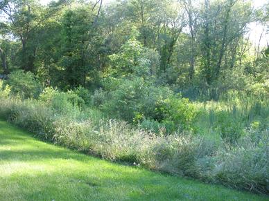 Wetland Creation