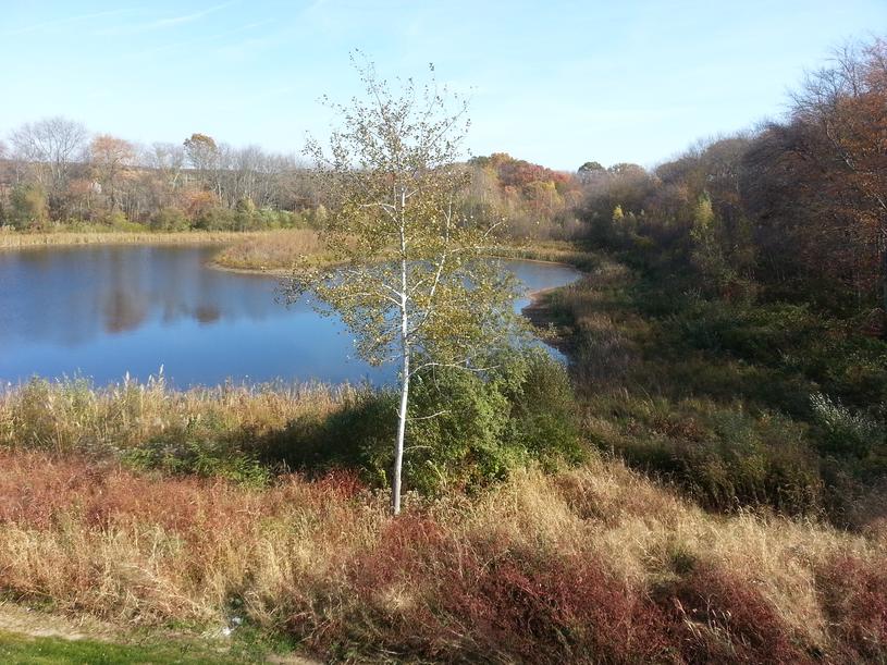 Wetland Enhancement and Pond Creation